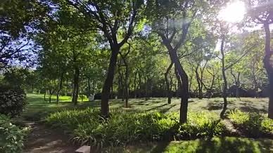 清晨森林公园树林阳光惬意视频的预览图
